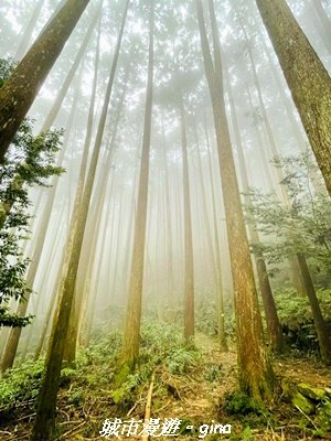 【台中和平】橫嶺山自然步道_木馬古道3095027