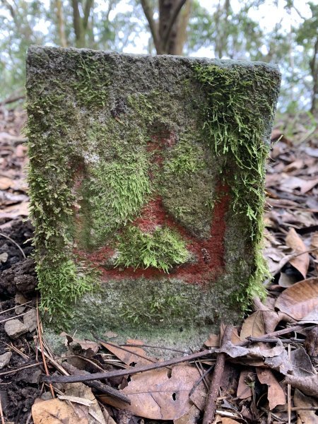 20250129高雄塔羅留山-塔羅留山南峰-他果晏山2705267