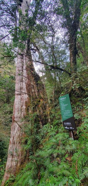 2024-03-16拉拉山神木群步道2456079