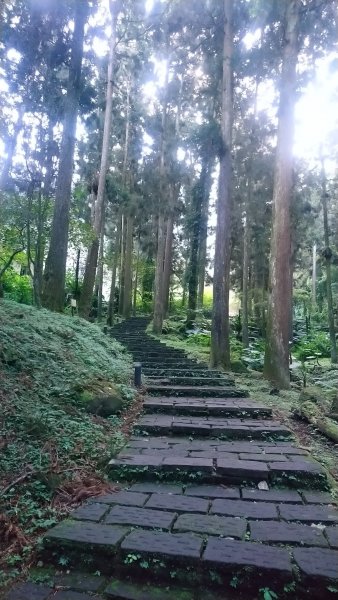 溪頭天文台登山步道、神木步道1523907