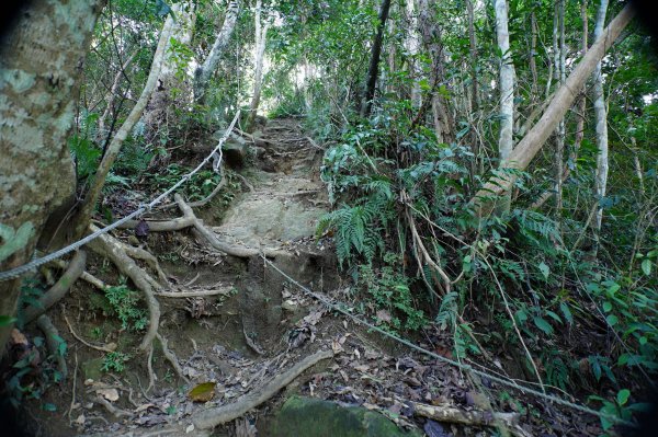 新竹 關西 蓬萊仙島山、石牛山、油井窩山、福大山2982391