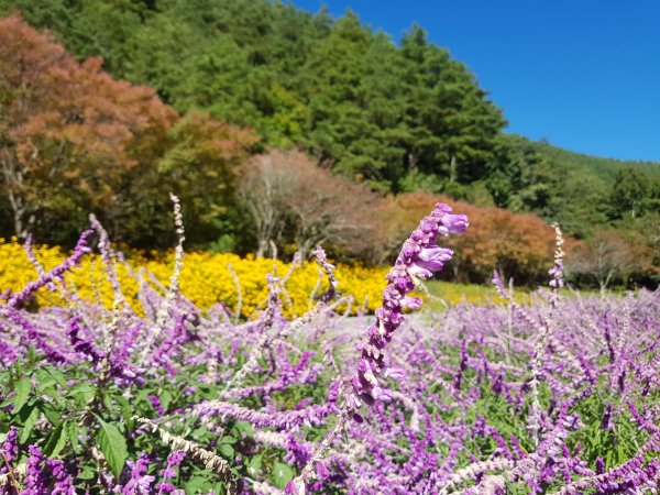 秋色的武陵463383