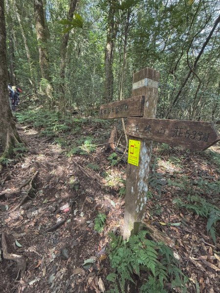 尖石鄉賞楓季-李崠山古堡、秀巒楓景、鎮西堡巨木群2958280