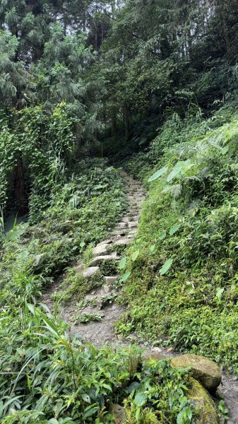 米堤香蕉園-鳳凰山-鳳凰南峰（台寅山） -金柑樹山-金柑樹山西北峰-領頭山東峰-忘憂森林2551819