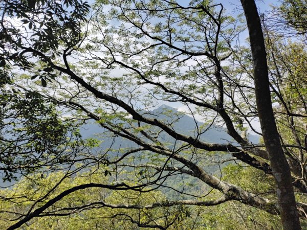 細道邦山-馬那邦山-司令山-大克山森林遊樂區2021.6.121415393