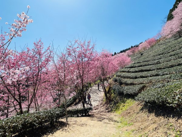 1120305山上人家-鵝公髻山2056610