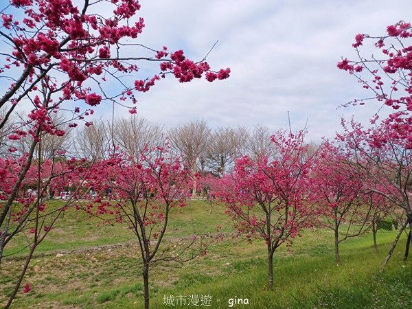 【台中后里】春日賞花。崴立機電櫻花公園2441574