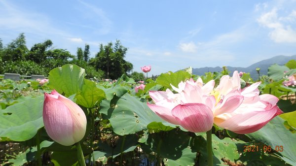 蝶戀花?! 花蝶戀?!1410558