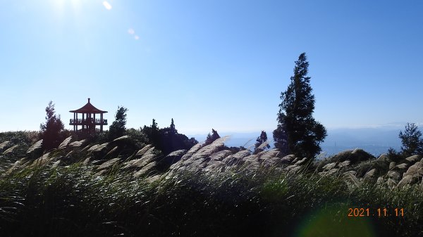 秋高氣爽芒花季再度陽明山天際線-七星山主東峰+大屯山主南西峰向天面天山O型+小觀音山主西南峰共10峰1511065