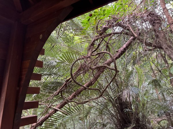 鳴鳳山古道群走鳴鳳山 三湖山吃仙草冰2923274