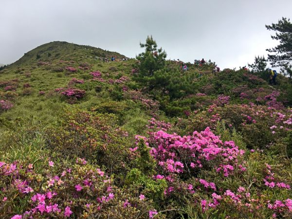 雲霧中賞合歡北峰杜鵑順訪台灣池345039