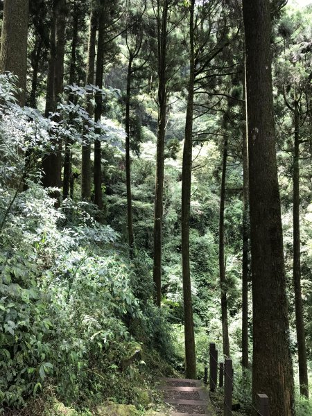 109年7月12日嘉義大凍山1040169