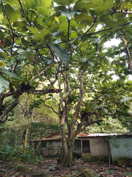 朝聖抹茶山2949470