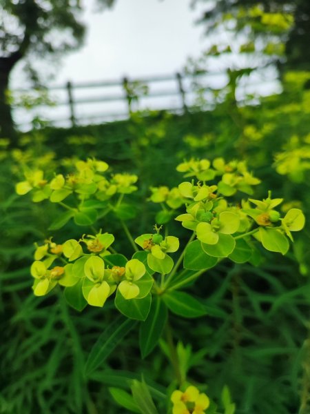 台中大甲鐵砧山2769484