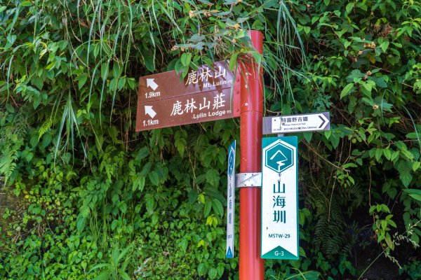 【鹿林山、麟趾山】夏日享受天然冷氣，散步欣賞玉山群峰和阿里山山脈2558777