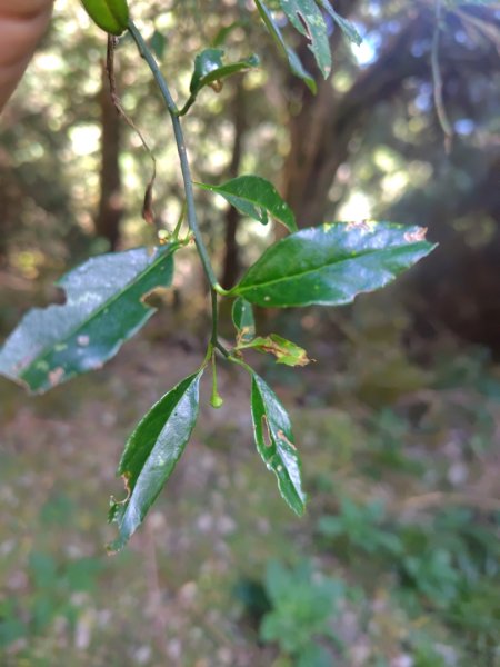 大雪山森林遊樂區 遊客中心 小神木 北三錐山 平石山西北峰2952872