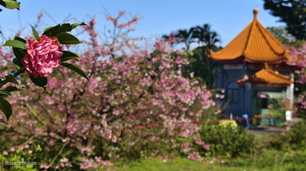 追花是簡單的快樂，賞花是恬淡的幸褔 1/292990562