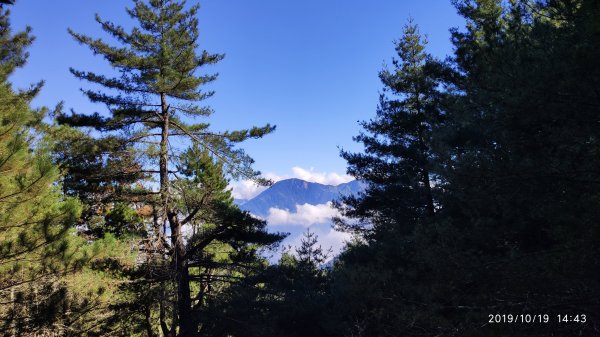 大雪山神木&天池715438