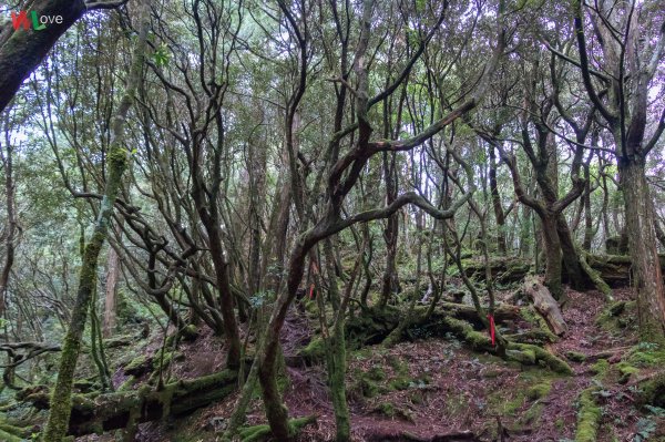 WL 愛旅行【塔曼山】593416