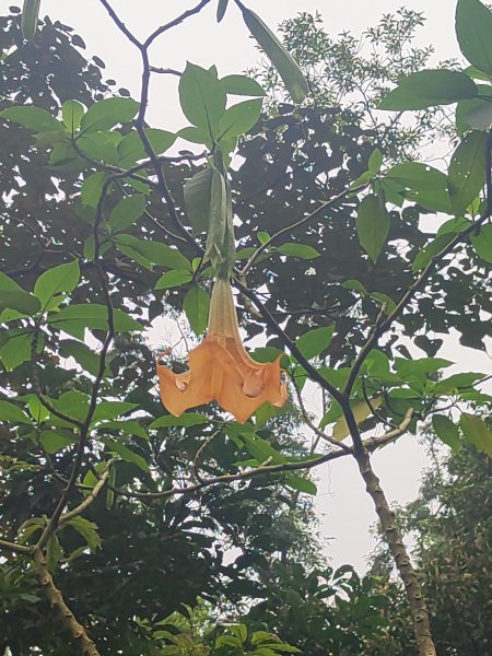 臺北大縱走第六段3025110