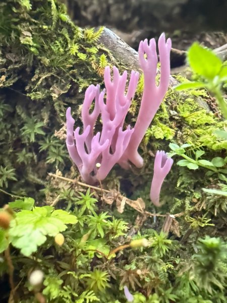 鹿屈山-三大障礙心好累，繡球花-杉林溪賞花趣2816481