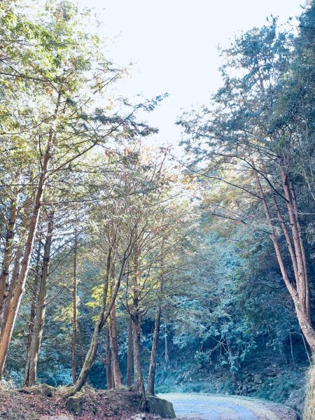 20241230 大雪山神木步道2745385