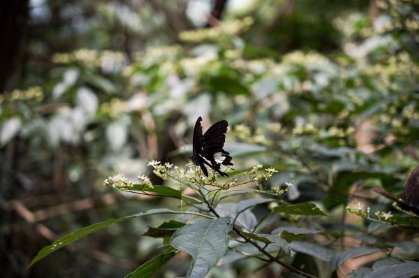 八仙山森林步道2865231