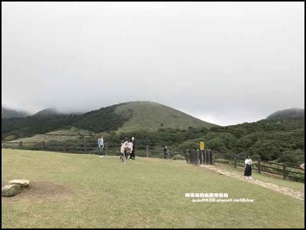 陽明山冷擎步道｜擎天崗賞芒花看牛隻漫步1183592