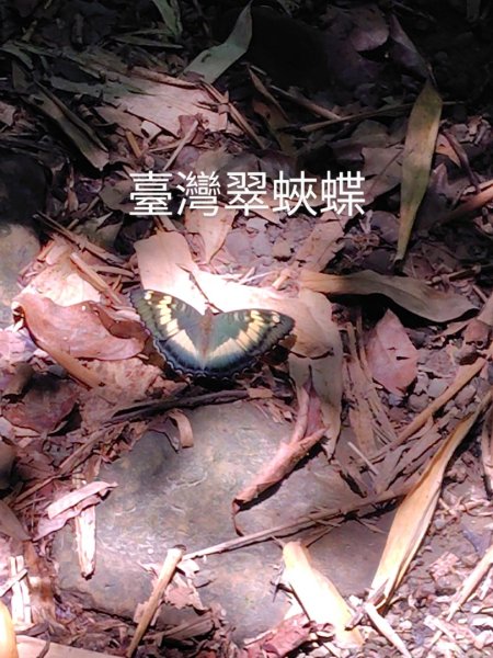 西阿里關山2823117