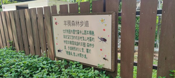 羊稠森林步道2776991