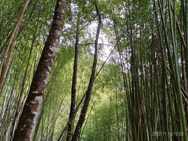 [探訪古道]霞喀羅國家步道...養老段(三訪)