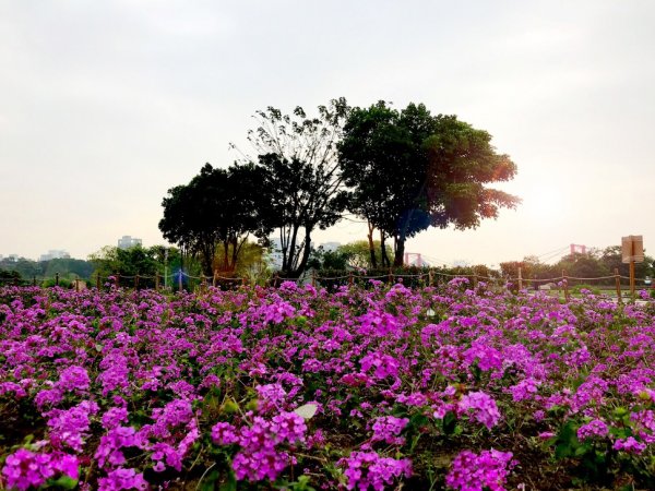 【新聞】花現江翠，新店江蝴蝶公園喜見蝴蝶翩翩飛！