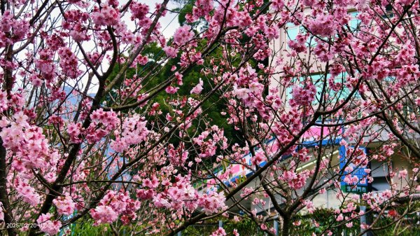 2/20 #天元宮 #墨染櫻(香水櫻)  #楓樹湖 #木蘭花(辛夷)2716236