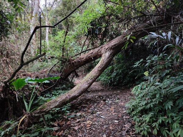 2023.11.30 九份二山2677683