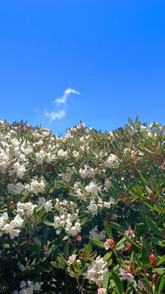 鳶嘴山之高山杜鵑花/雲海/大藍天2141090