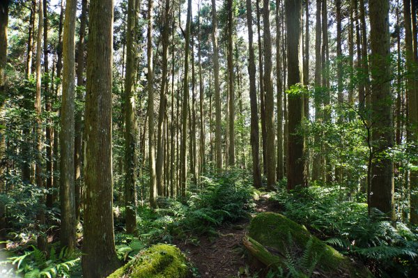 新竹 五峰 鵝公髻山2916842