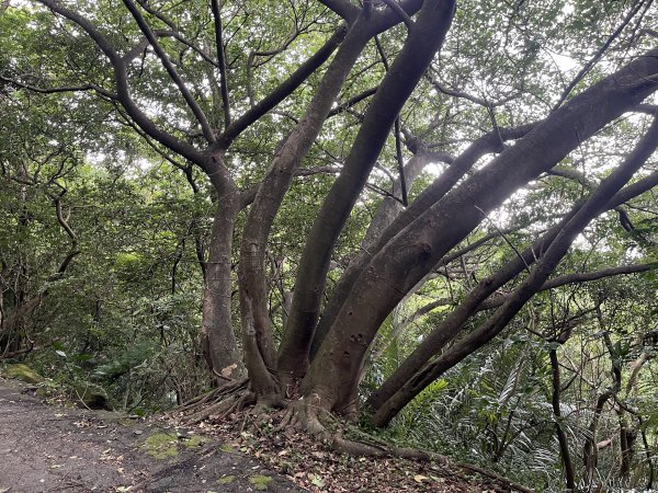 [微笑山線_第二段] 2025_0720 大棟山系_百年大榕樹2843318