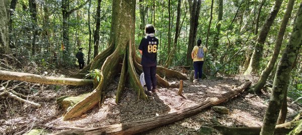 2025/10/10-水田林道上外鳥嘴山2911505