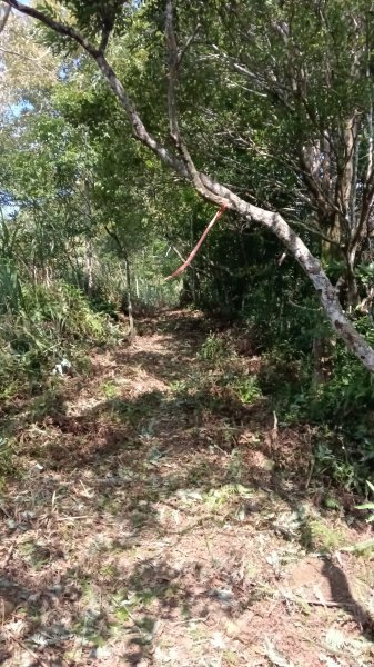 坪林區仁里坂山-火炎山未竟跟聯合艦隊除草去3125116