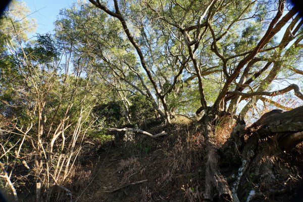 苗栗 卓蘭 大克山2967901