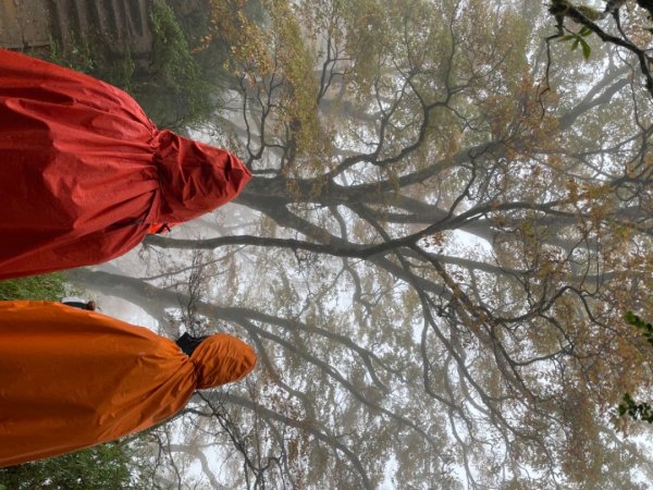 太平山山毛櫸步道～～雨天迷霧1517072
