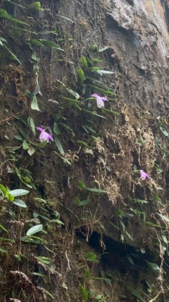 卡保石壁一葉蘭（耘夢谷上逐鹿山下O走）2809520