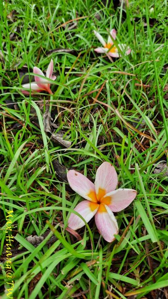 《台中》雙園連走｜東大公園連走都會公園202310072306002
