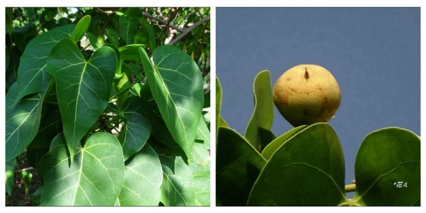 夏日/黃槿的花開1417604