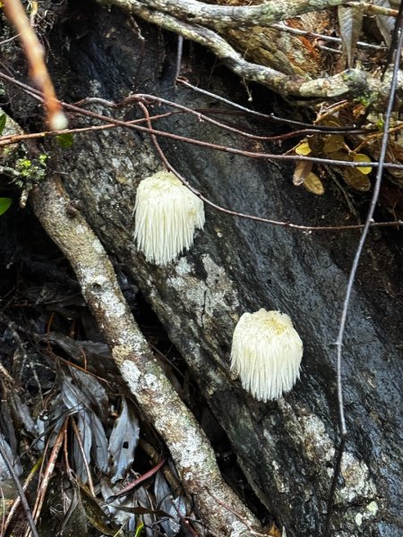 1140209雪見北坑山大板根2709956