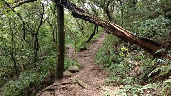 楊梅區龜山頭山-福人步道-莊迷湖-保甲路古道-東森山林森林步道-福人步道3074674