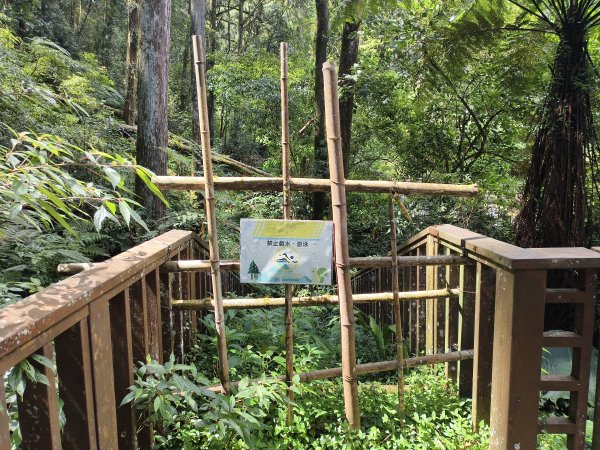 [百山百鳥尋旅-05/15] 2025_0830 溪頭賞鳥步道_銀杏步道2875532