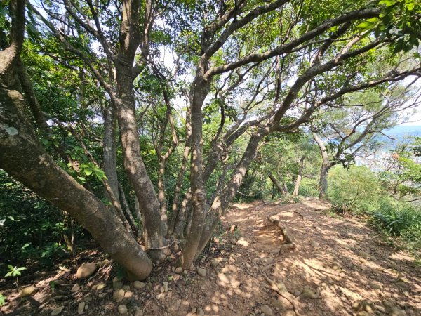 犁頭山、文山步道-2025森遊竹縣皮皮獅探險隊2890092