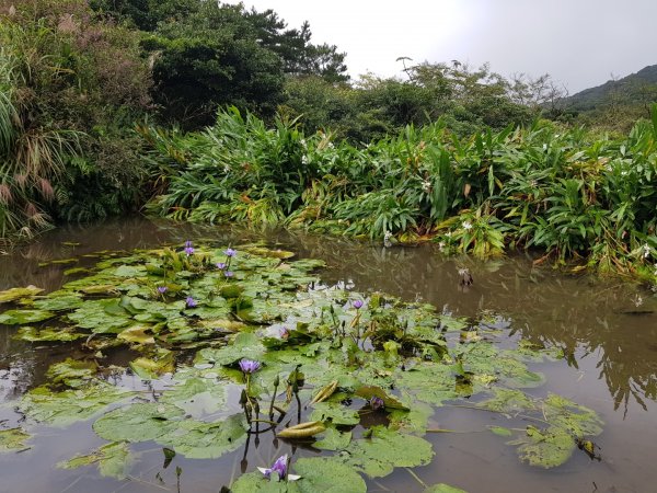 二子坪 。大屯自然公園步道1133435