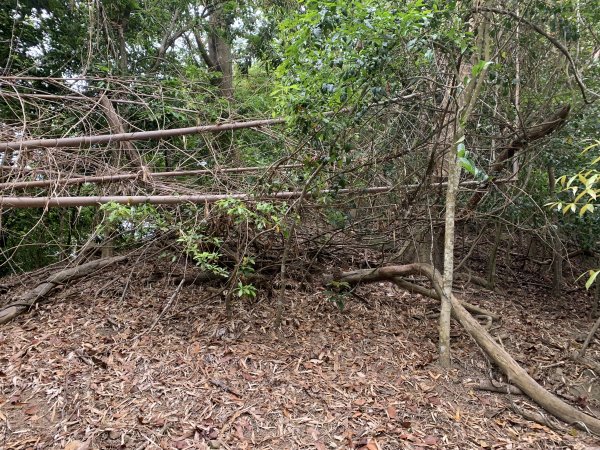 20250403高雄頂荖濃山2757167